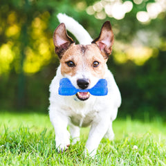Pet Teether Cooling Chew Toy for Puppies Dogs