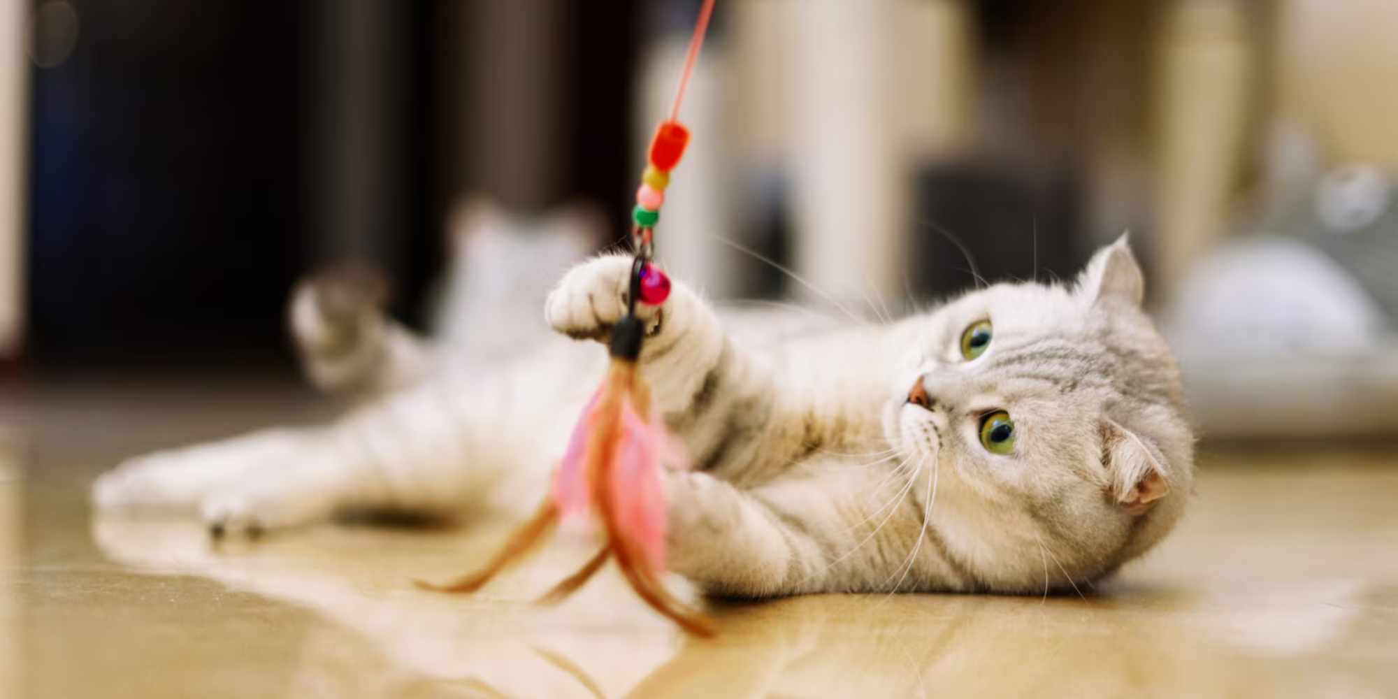 Cat playing with a colorful toy on a wooden floor

