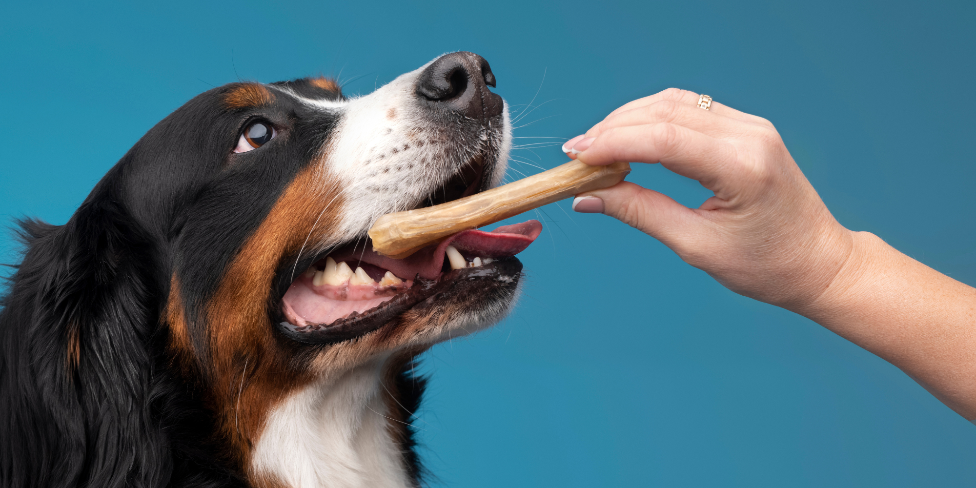 Dog taking a treat from a person's hand against a blue background