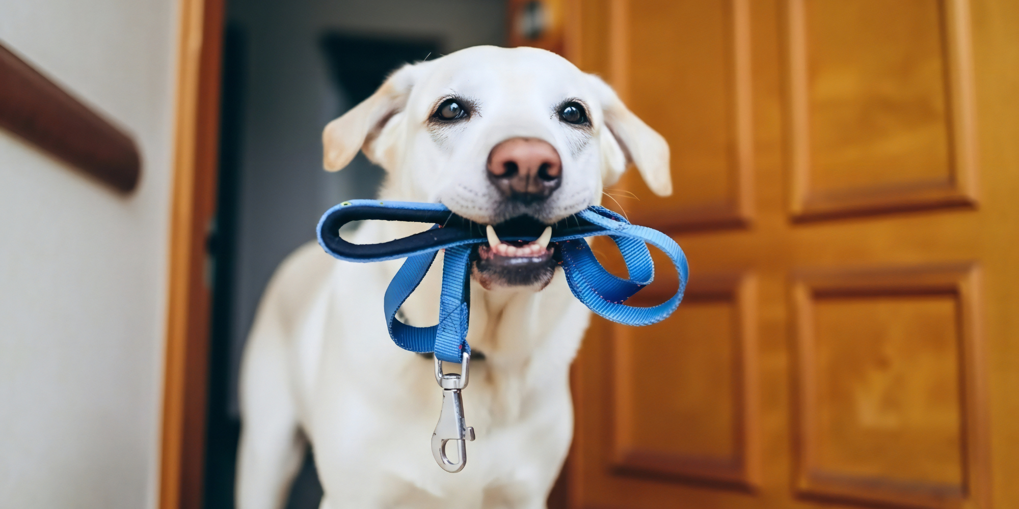 White dog holding a blue leash in its mouth with a wooden door in the background