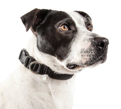 Aero Mesh Dual Sided Breathable Adjustable Thick Dog Collar