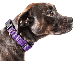 Aero Mesh Dual Sided Breathable Adjustable Thick Dog Collar
